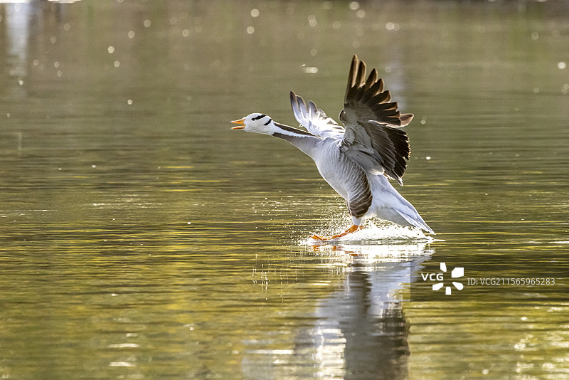 斑头雁图片素材