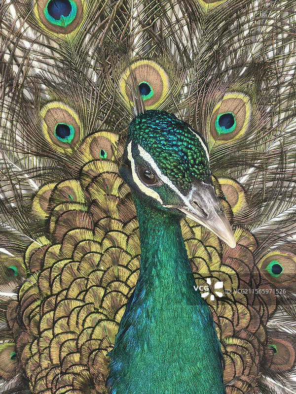 孔雀头部特写图片素材