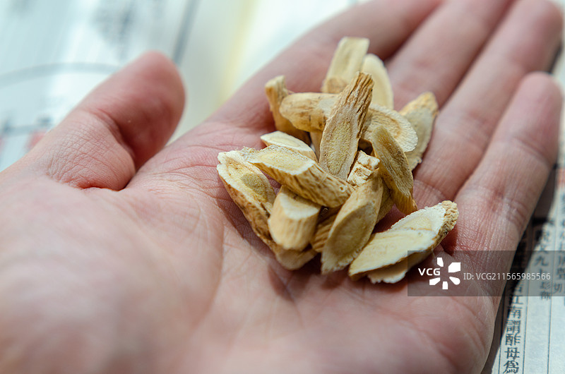 手掌中盛放的黄芪切片图片素材