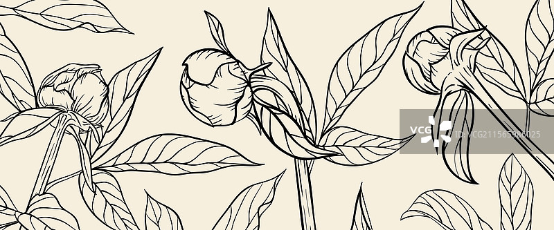 手绘花卉轮廓横幅，花蕾牡丹图片素材