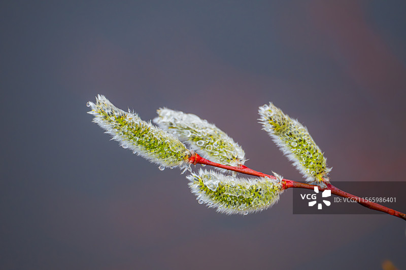 大兴安岭刚被雨雪打过的“毛毛狗”特写，红毛柳（钻天柳）红色枝条上的雄性花序，迎接春天的到来图片素材