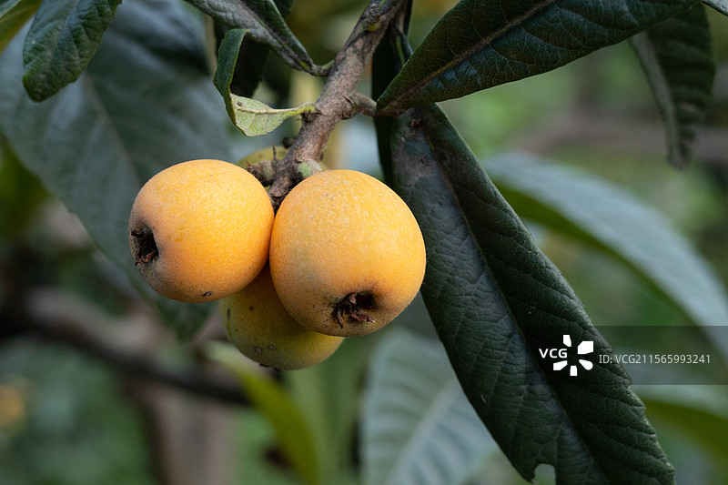 五月春季时节，果树上成熟的枇杷特写，有机食品水果果蔬果子，乡村果园田园风光图片素材