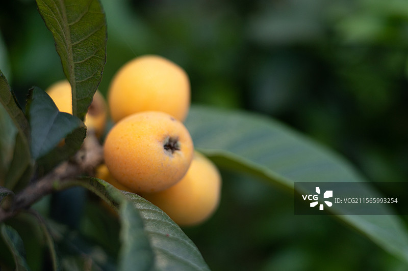 五月春季时节，果树上成熟的枇杷特写，有机食品水果果蔬果子，乡村果园田园风光图片素材
