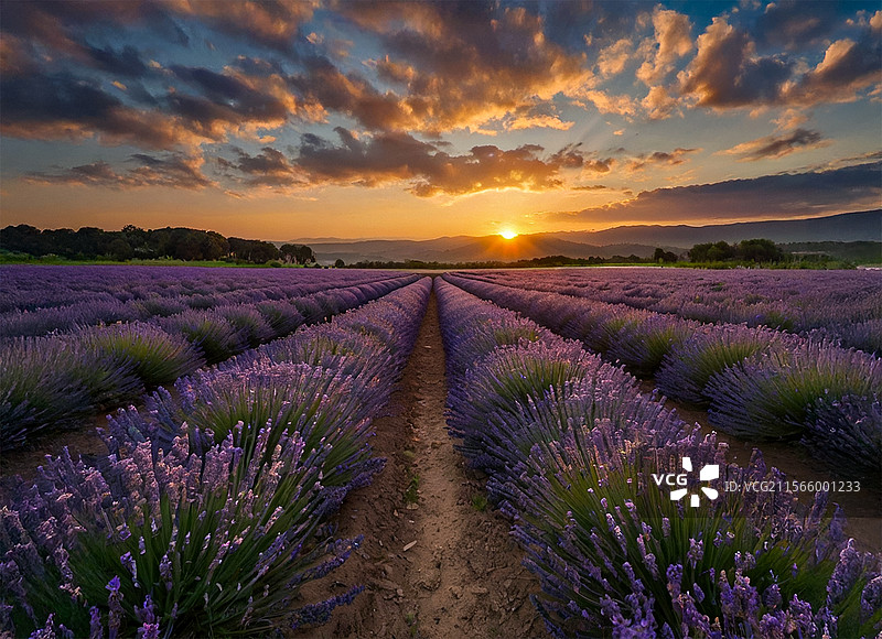 日落时分，华盛顿州西奎姆的薰衣草田与天空的美丽景色图片素材
