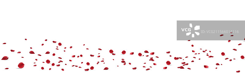 美丽的玫瑰模糊全景背景之美图片素材