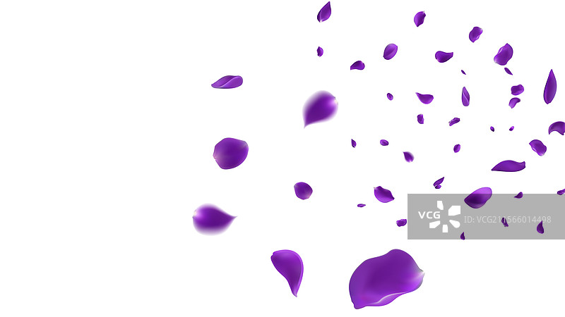 紫玫瑰的花瓣在2月14日飞向远方图片素材