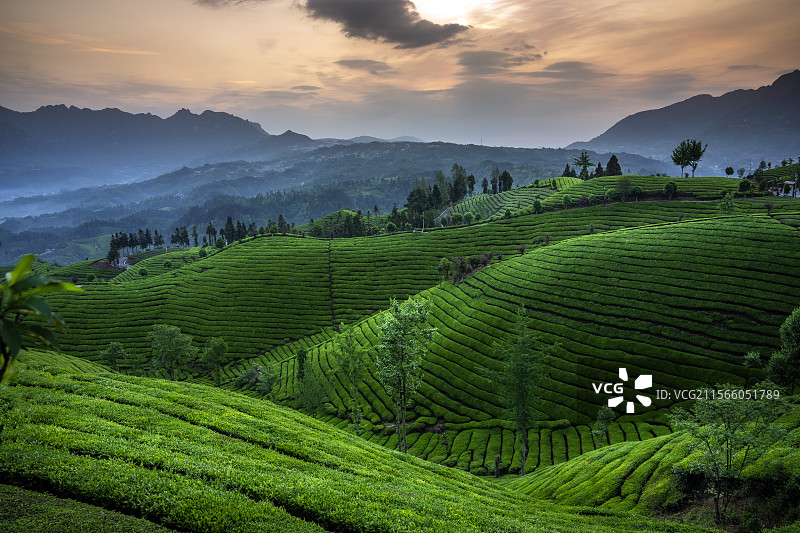万里茶道茶源地湖北鹤峰木耳山万亩茶园风光图片素材