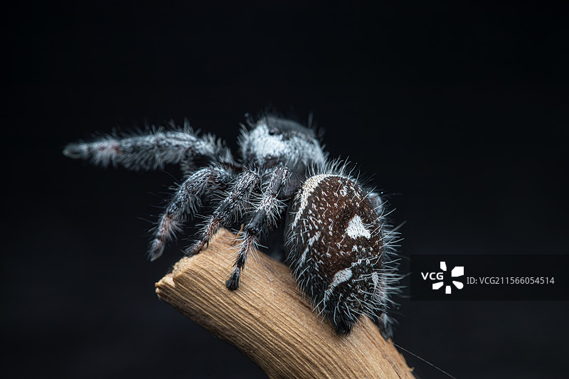 佛罗里达跳蛛以其卓越的视力、活泼的跳跃行为和丰富的色彩而闻名，是蜘蛛目中最受欢迎的类群之一。图片素材