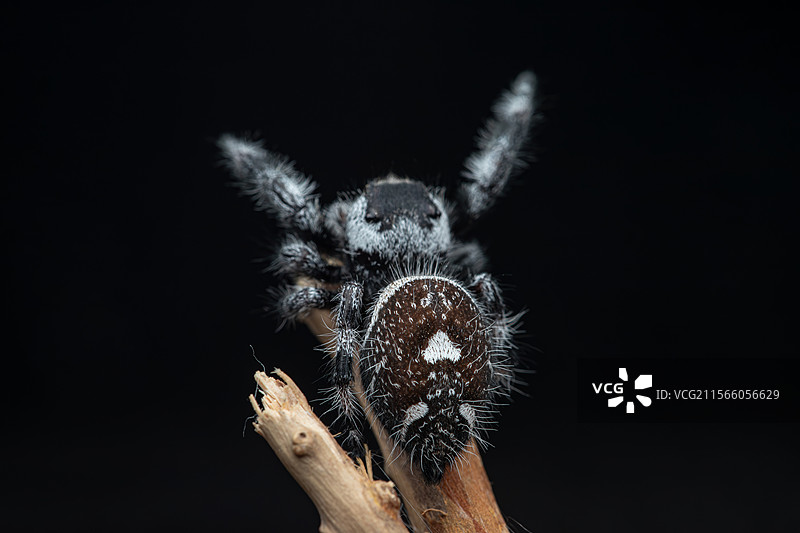 佛罗里达跳蛛以其卓越的视力、活泼的跳跃行为和丰富的色彩而闻名，是蜘蛛目中最受欢迎的类群之一。图片素材