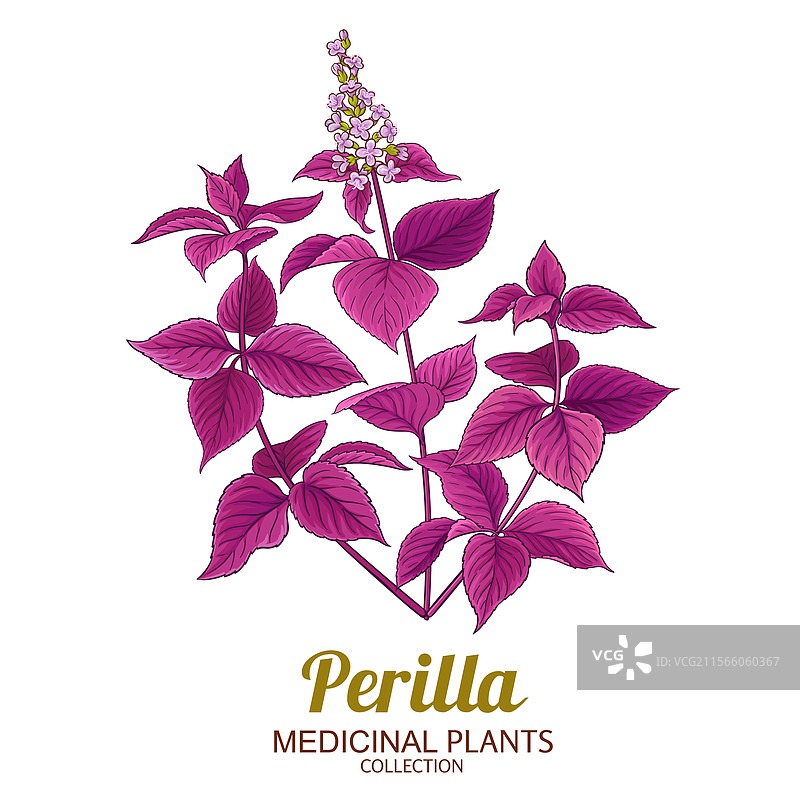 彩色详细的紫苏植物图片素材