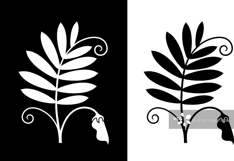 小扁豆图片素材