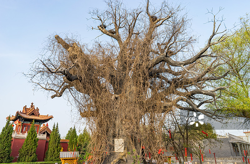 中国山西临汾洪洞县大槐树寻根祭祖园旅游著名景点，巨大的大槐树老树标志性景点，户外白昼无人图像摄影图片素材