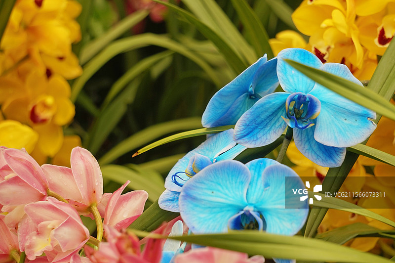 华南植物园的兰花图片素材