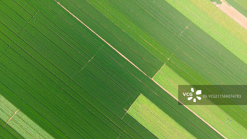 航拍一望无际的生长中的绿色麦田小麦麦穗种植农业农村农田三农乡村振兴粮食五谷杂粮自然风景图片素材
