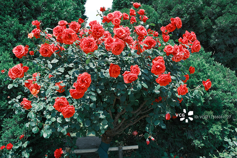 天津意大利风情区路边月季图片素材