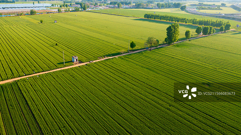 航拍麦田自然风光图片素材