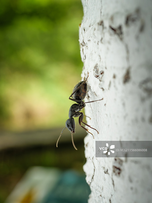 蚂蚁图片素材