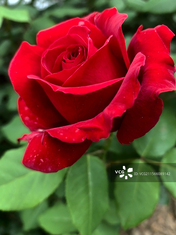 霞光天边彩云红，含烟翠绿花香浓华北明珠千百渡，鸟语飞天蛙声隆图片素材