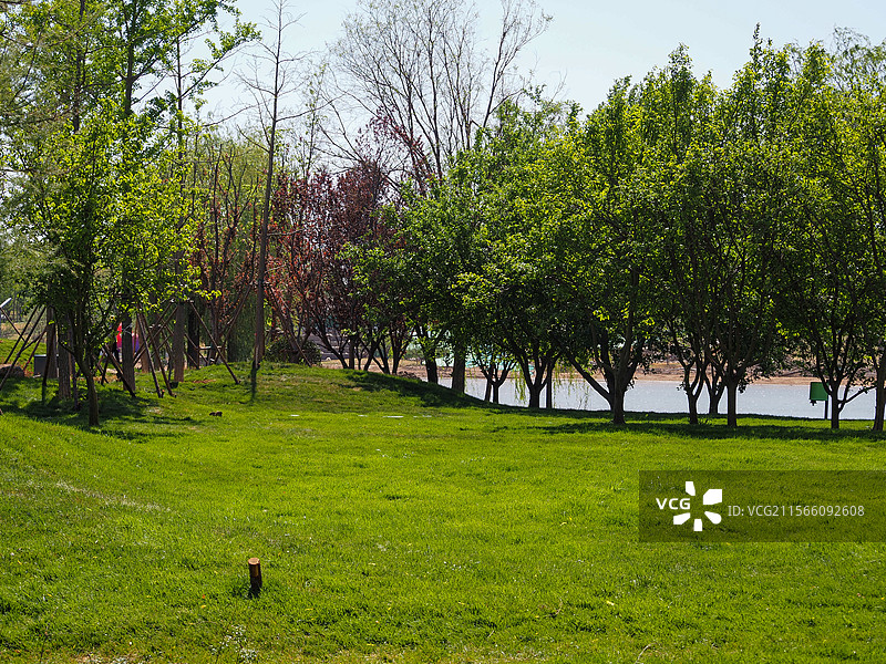 绿意盎然的城市公园图片素材