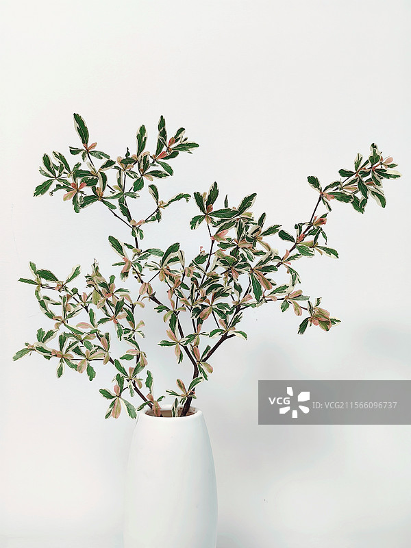 小叶榄仁 插花 花瓶 中式复古 留白 彩色图片素材