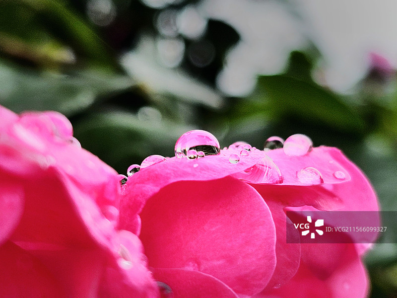 《雨珠吻粉：花之绮梦》图片素材