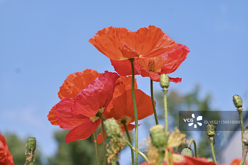 昆明世博园虞美人图片素材