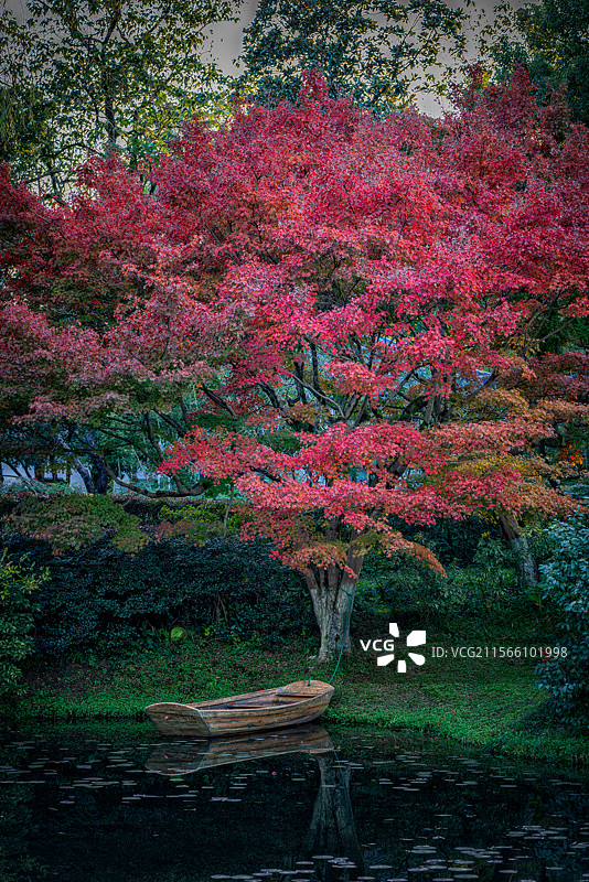 杭州西湖杭州花圃秋天的景色图片素材