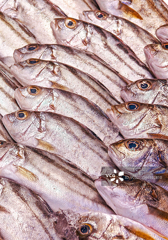 鱼仔店里的三线鱼/斑猪鱼/潮汕月子鱼特写图片素材