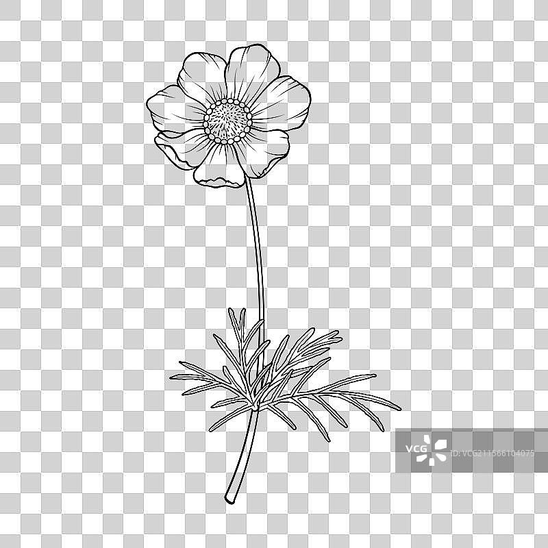 一枝波斯菊图片素材