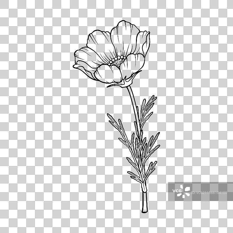 半开的波斯菊图片素材