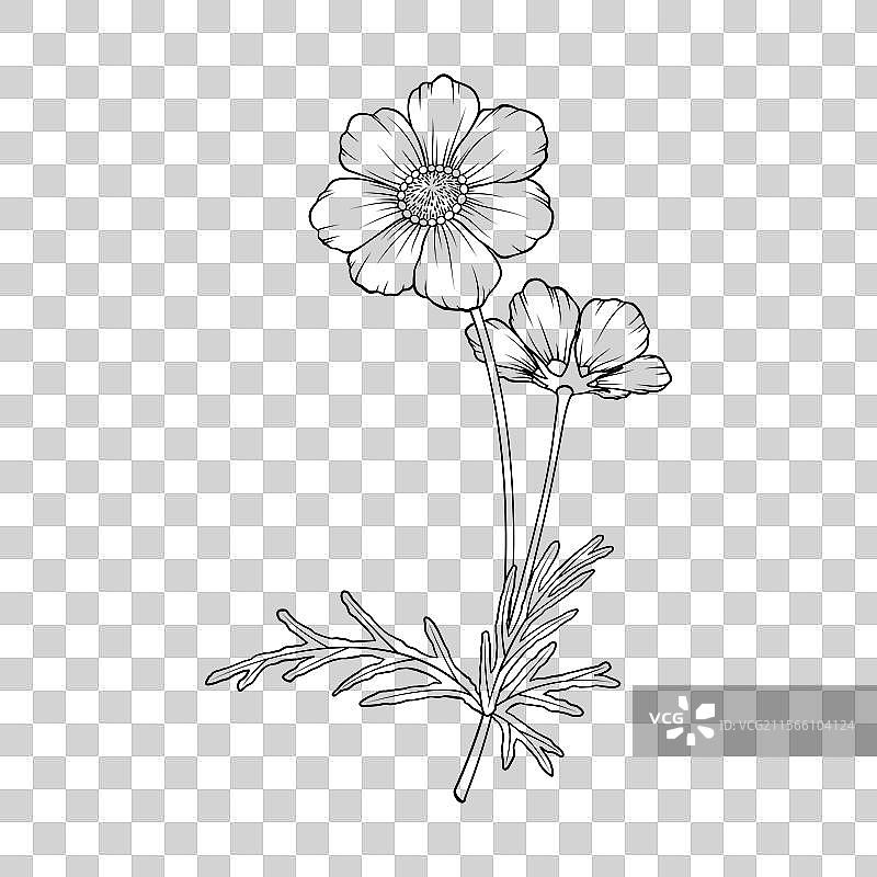 黑白图案两朵波斯菊图片素材