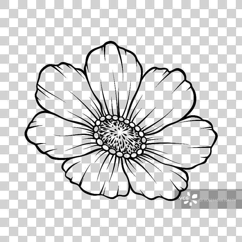 波斯菊花朵特写图片素材