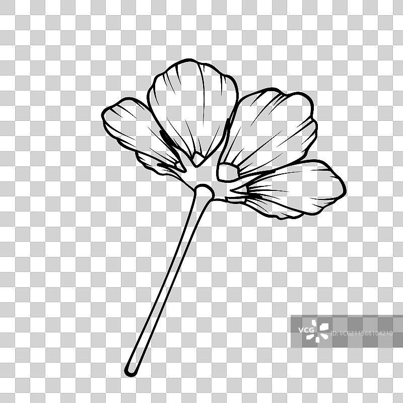 单朵花卉特写图片素材