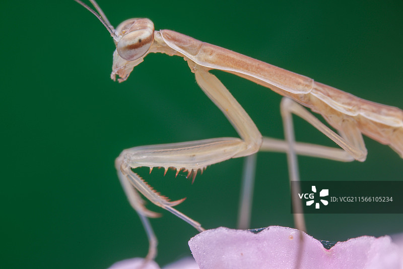 中华大刀螂图片素材