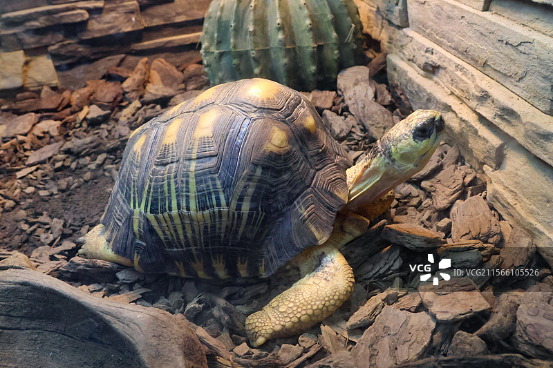 爬行动物陆龟图片素材