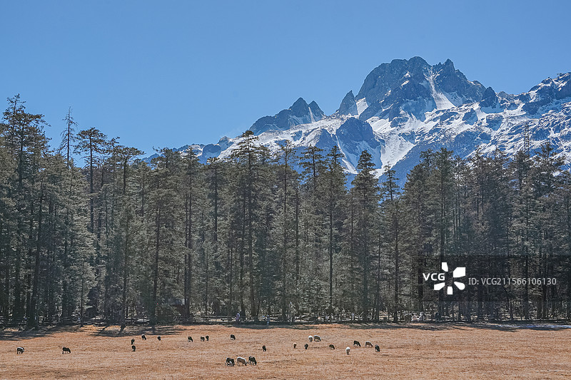 丽江-玉龙雪山国家风景名胜区-云杉坪图片素材