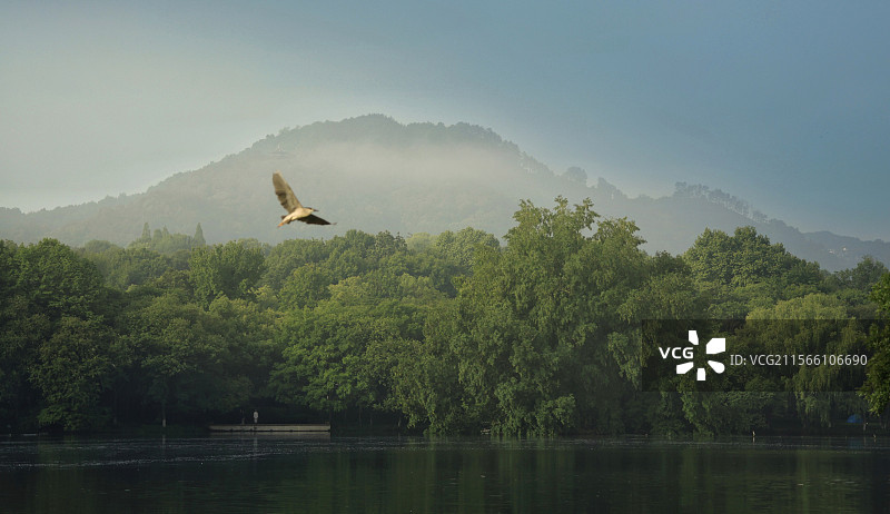 初夏茅家埠图片素材