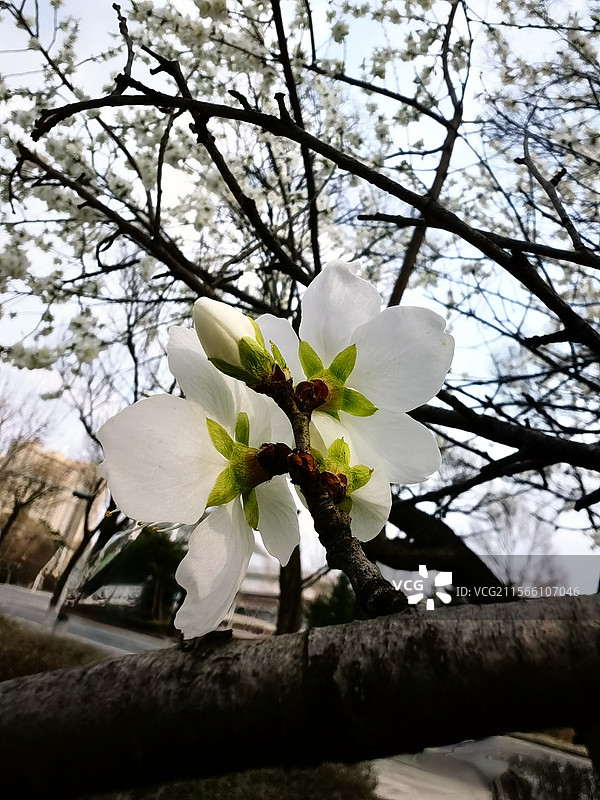 白山桃图片素材