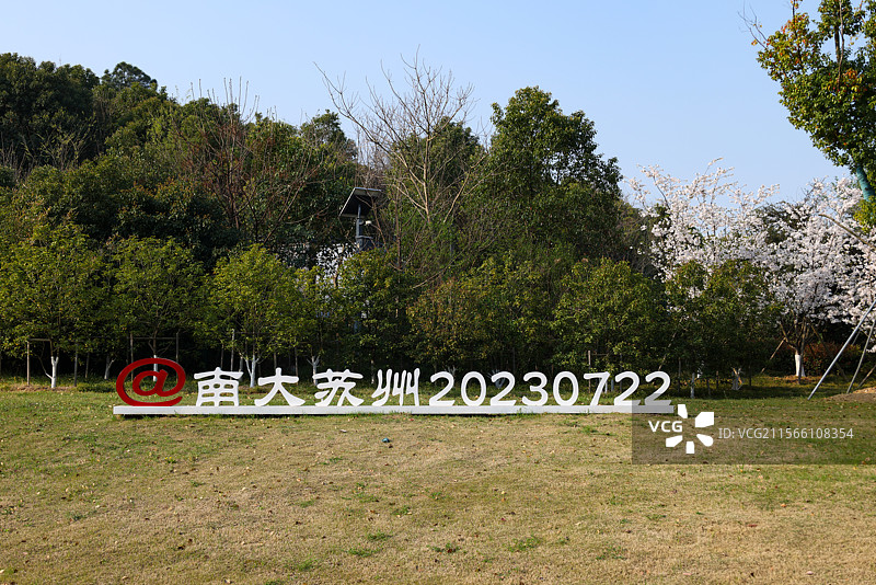 南京大学校园里的樱花校园里的樱花 李花杏花图片素材