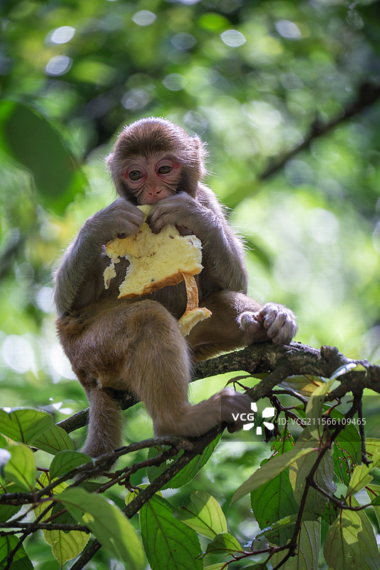 猴子坐在树上的特写镜头图片素材