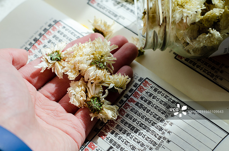 手里的白菊花茶图片素材