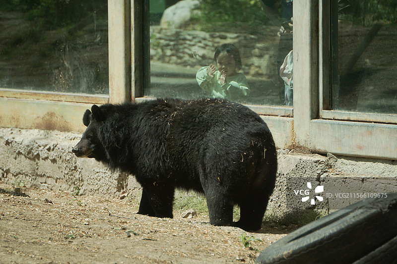 透过玻璃看到的黑熊的侧视图图片素材