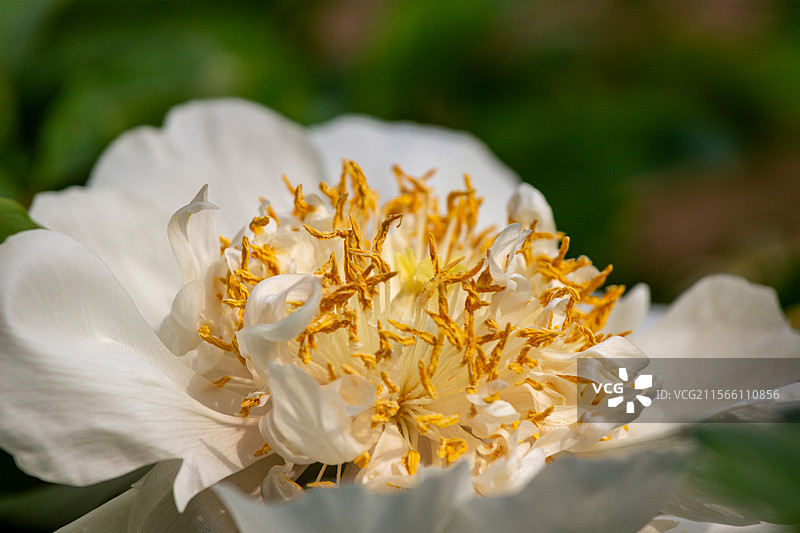 天坛公园盛开的白色牡丹花特写图片素材