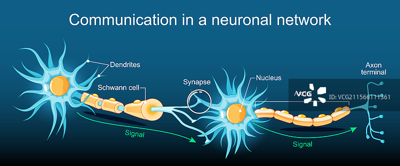 神经信号在两个之间的传递图片素材