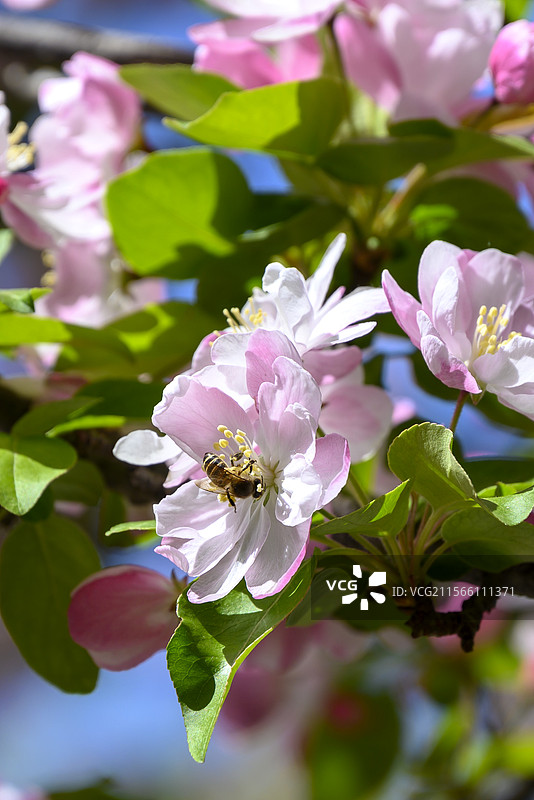 北京交通大学里的海棠花图片素材