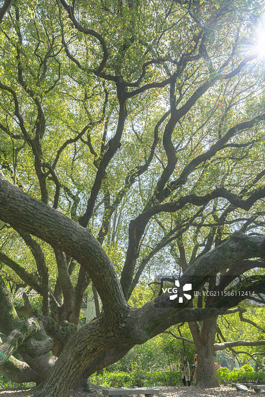 上海兴国宾馆古树名木百年香樟树图片素材