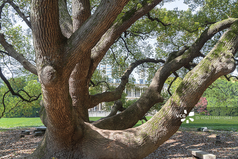 上海兴国宾馆古树名木百年香樟树图片素材