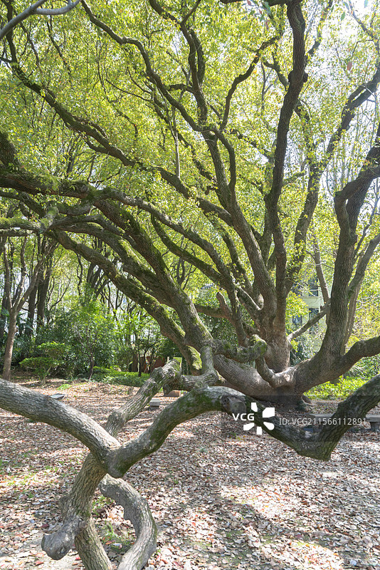 上海兴国宾馆古树名木百年香樟树图片素材