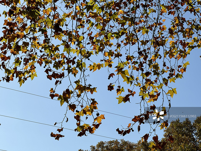 南京梧桐大道的秋日图片素材