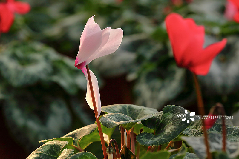 逆光盛开仙客来花图片素材